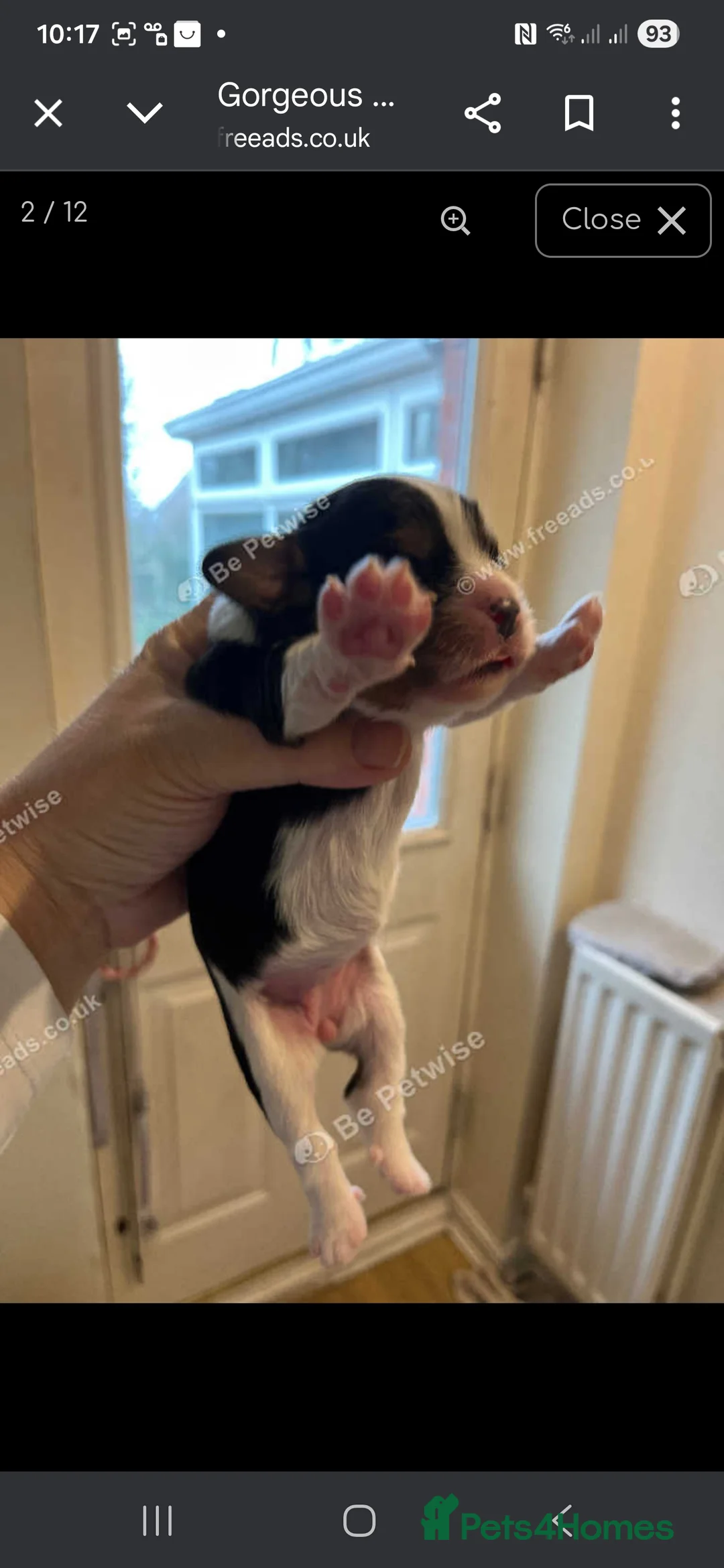 Cavalier King Charles Spaniel dogs for sale: King Charles puppies for sale 3 boys and 2 girls.  - Advert 11