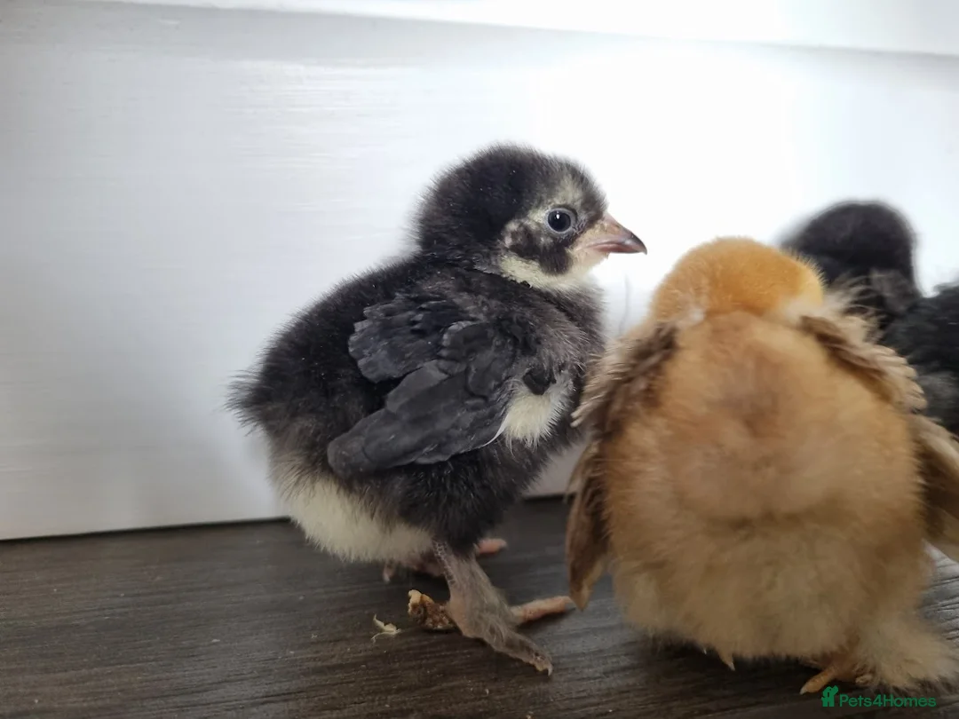 Chickens poultry for sale: 4 x Pekin Chicks in Nottingham - Advert 2