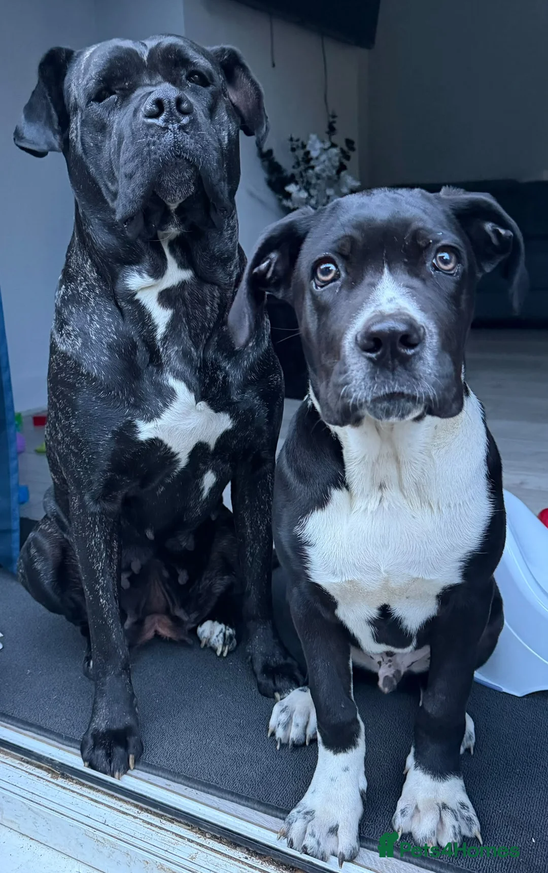 Cane Corso dogs for sale: Zeus cane corso - Advert 2