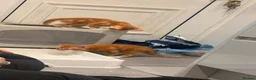 Domestic Shorthair cats for sale: Two domestic short hair ginger kittens  in Pontefract - Advert 5