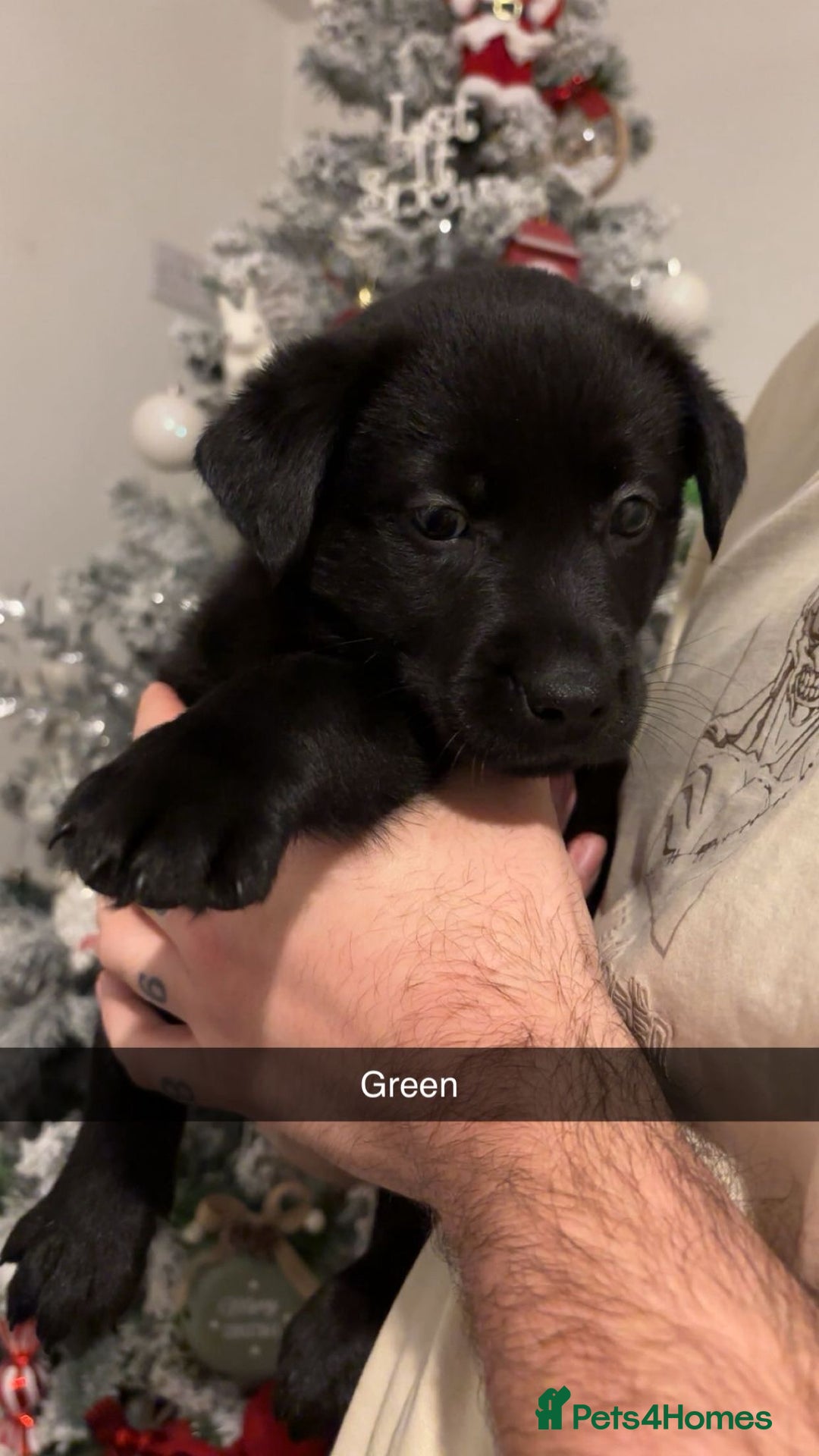 Mixed Breed dogs for sale: 8 gorgeous Huskador puppies for sale  - Advert 4