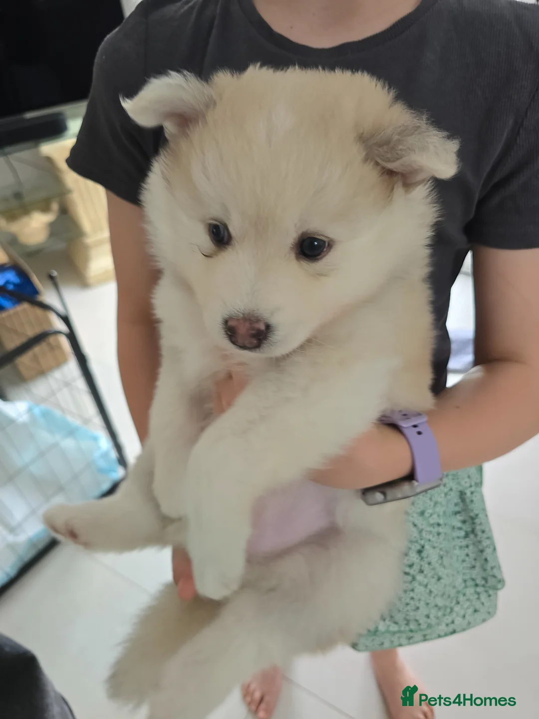 Pomsky dogs for sale: ​3 Stunning Blue-Eyed Pomsky Princesses in Addlestone - Advert 32