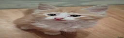 Norwegian Forest Cat cats for sale: Beautiful pedigree Norwegian Forest kittens  - Advert 17