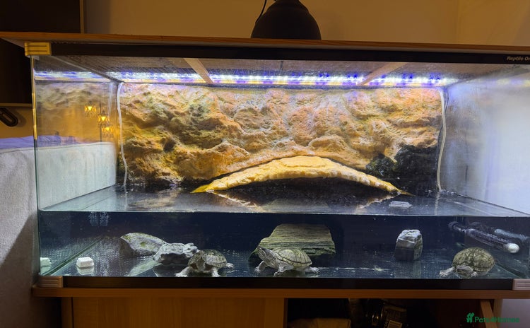 Turtle reptiles - Advert 1
