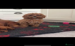 Cavapoo dogs for sale: Beautiful cavapoo puppies  - Image 3