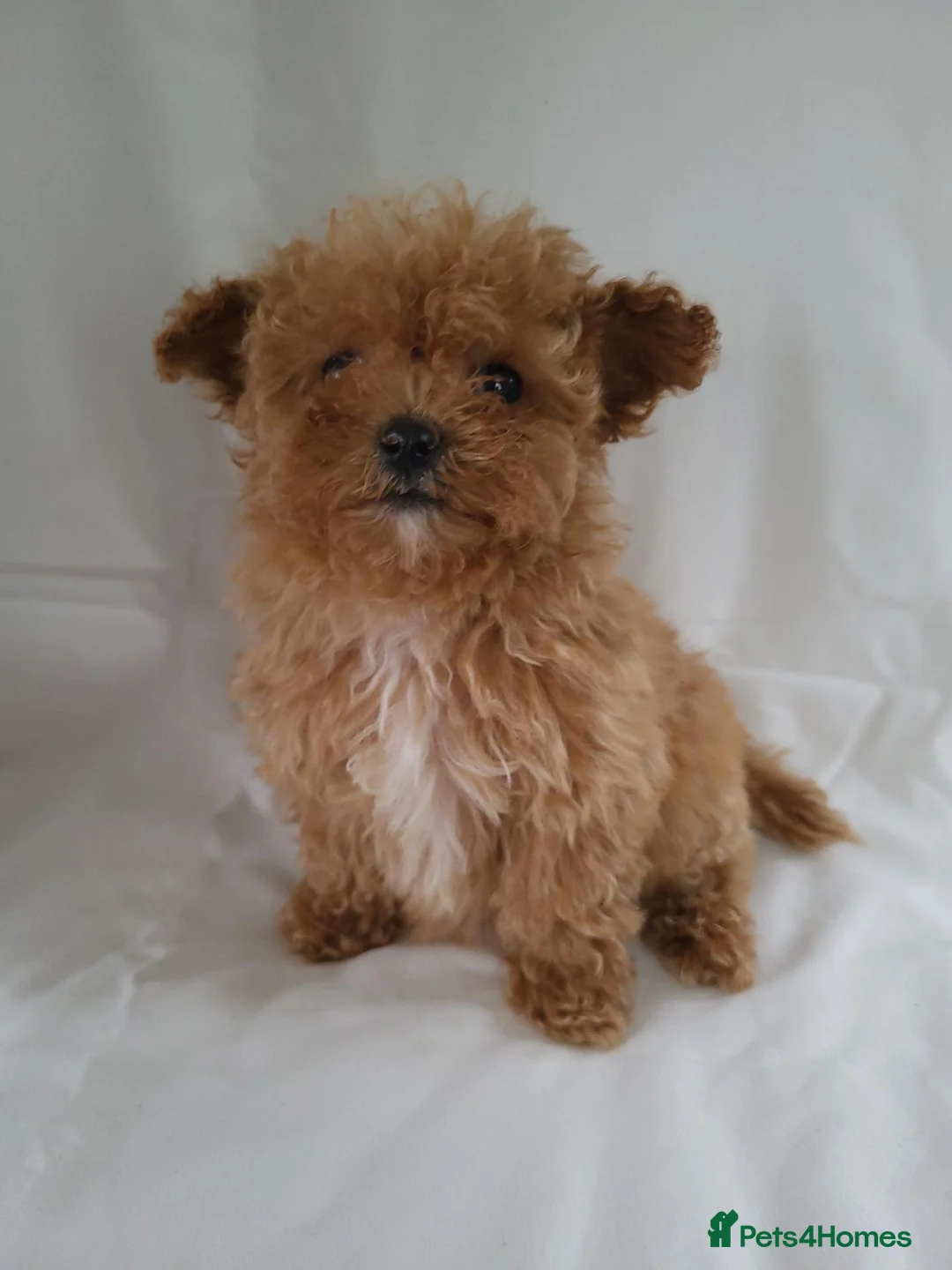 Maltipoo dogs for sale: Maltpoo puppies 5 🌟 licence breeder  - Advert 7