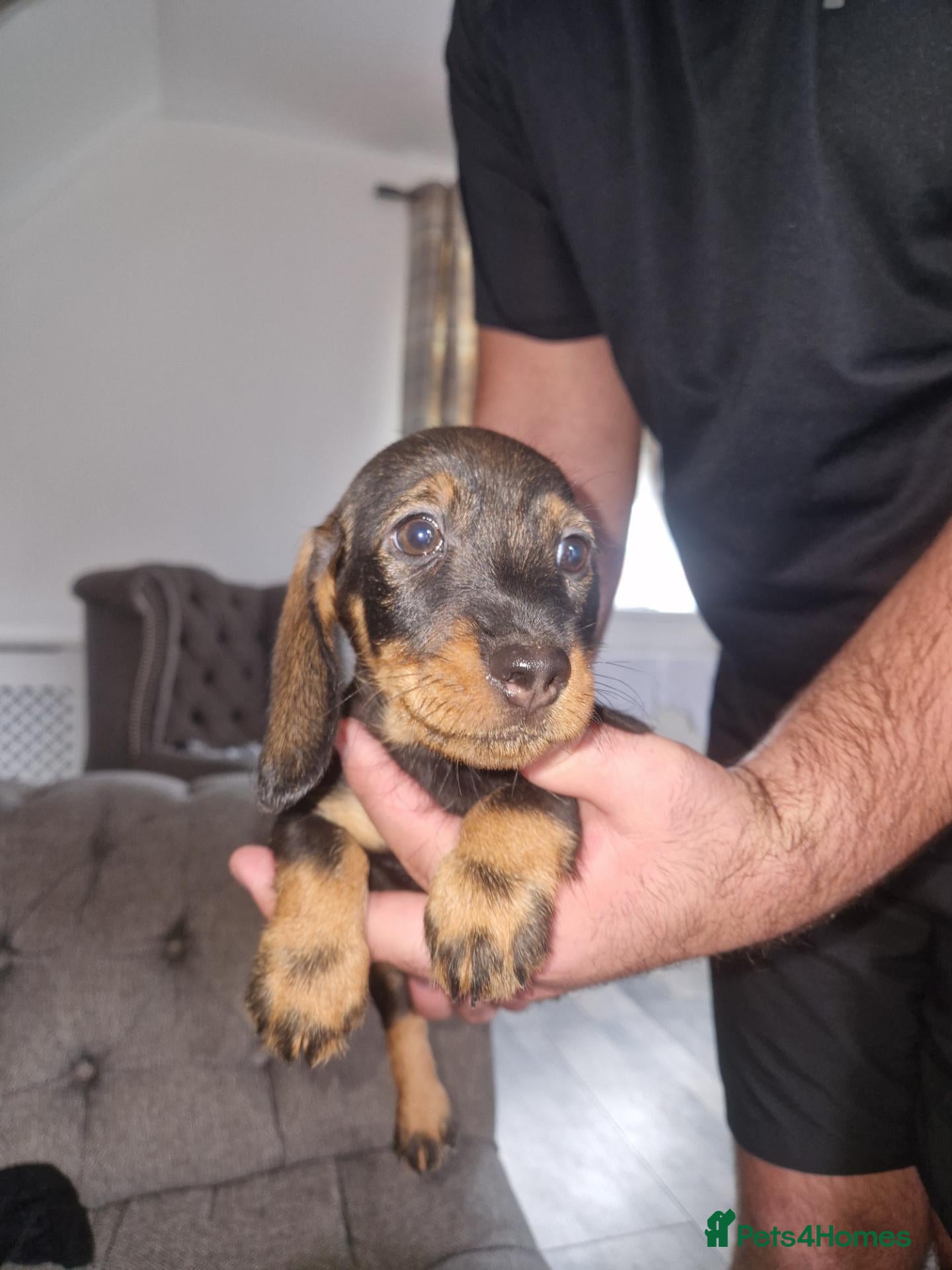 Dachshund dogs Wirehaired dachshund pup(last boy) - Advert 1