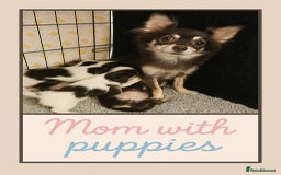 Chihuahua dogs for sale: Beautiful longhaired chihuahua puppies  - Image 9