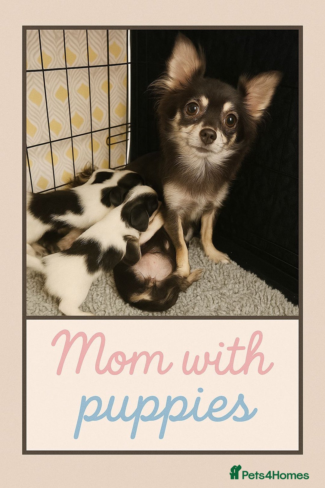 Chihuahua dogs for sale: Beautiful longhaired chihuahua puppies  - Image 9