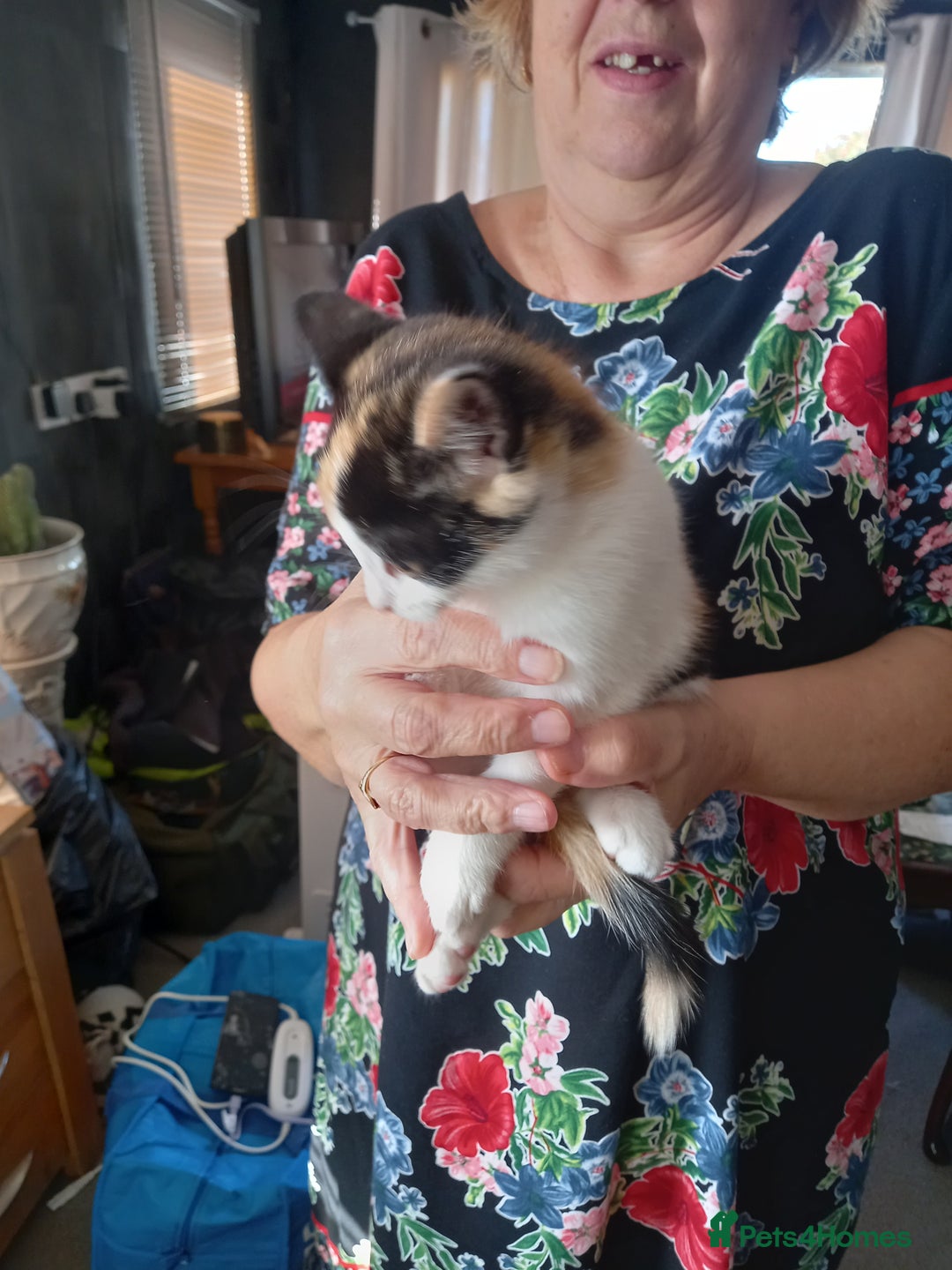 Mixed Breed cats for sale: 4 gorgeous kittens for sale  - Image 5