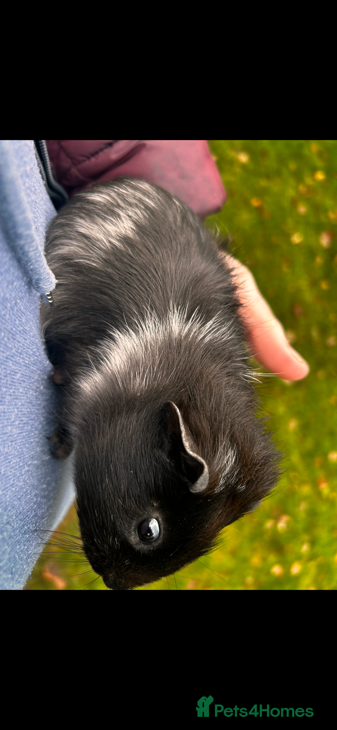 Guinea Pig rodents for sale: Baby guinea pigs - Advert 5