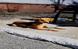 Mixed Breed dogs for sale: Adopt Adorable Rescue puppies Miki & Alice!  - Image 3