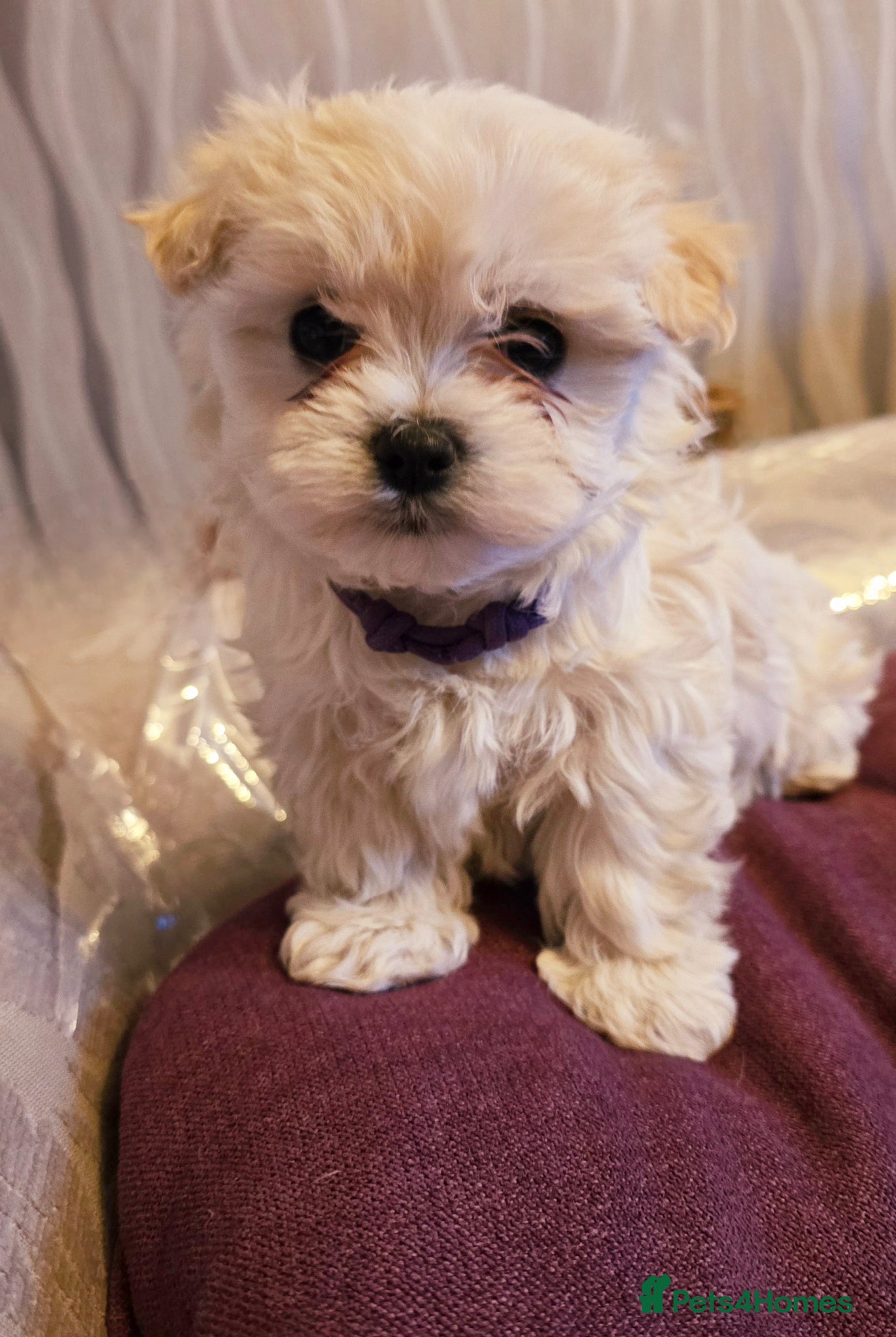 Maltipoo dogs  Extra small Korean Toy Maltipoo baby's  - Advert 10