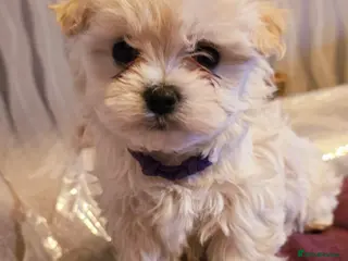 Maltipoo dogs Extra small Korean Toy Maltipoo baby's - Advert 15