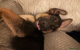 German Shepherd dogs for sale: Beautiful Black and Tan boy Bear  - Image 10
