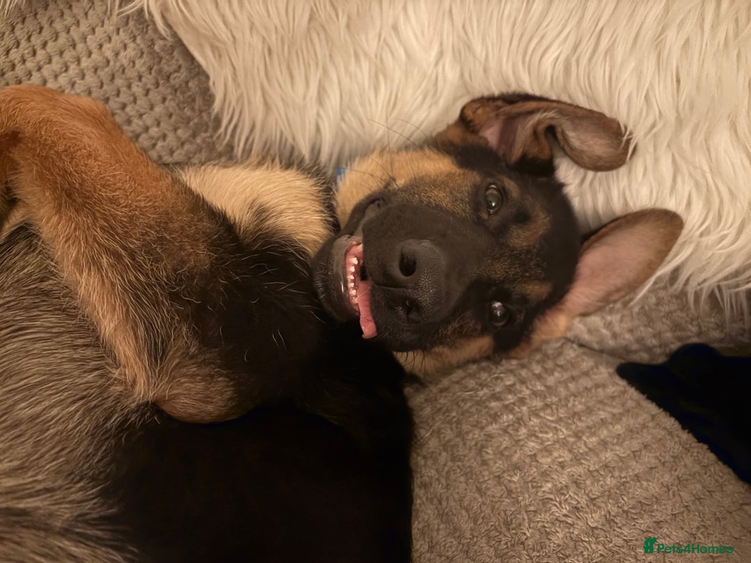German Shepherd dogs for sale: Beautiful Black and Tan boy Bear  - Image 10