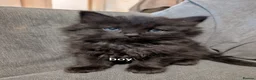 Mixed Breed cats for sale: 4 beautiful kittens  - Advert 3