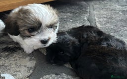 Maltipoo dogs for sale: Maltipoo puppies  - Image 15