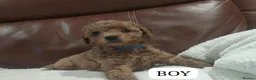 Cavapoo dogs for sale: Fully health checked Cavapoo puppies - Advert 1