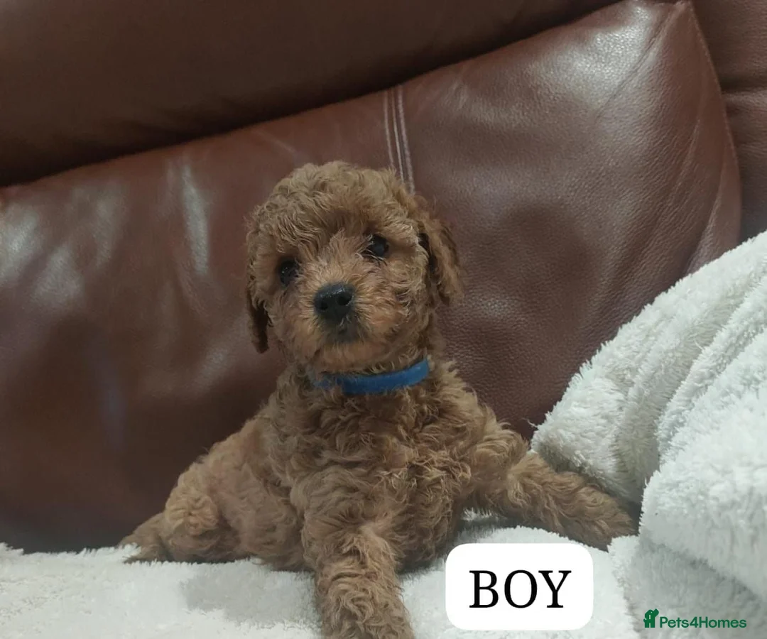 Cavapoo dogs for sale: Fully health checked Cavapoo puppies - Advert 1