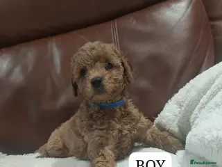 Cavapoo dogs Fully health checked Cavapoo puppies - Advert 1