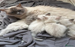 Ragdoll cats for sale: GCFF and FIFE Ragdoll Kittens. Champions line! - Image 6