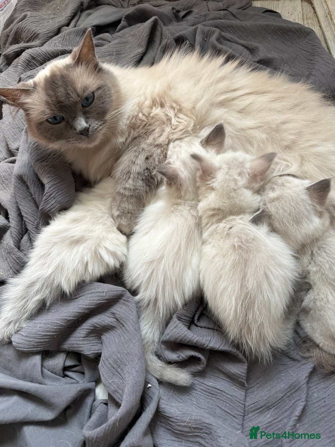 Ragdoll cats for sale: GCFF and FIFE Ragdoll Kittens. Champions line! - Image 6