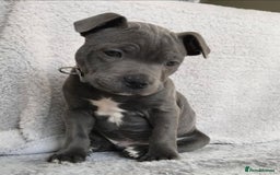 Staffordshire Bull Terrier dogs for sale: Staffordshire bull terrier babies - Image 2