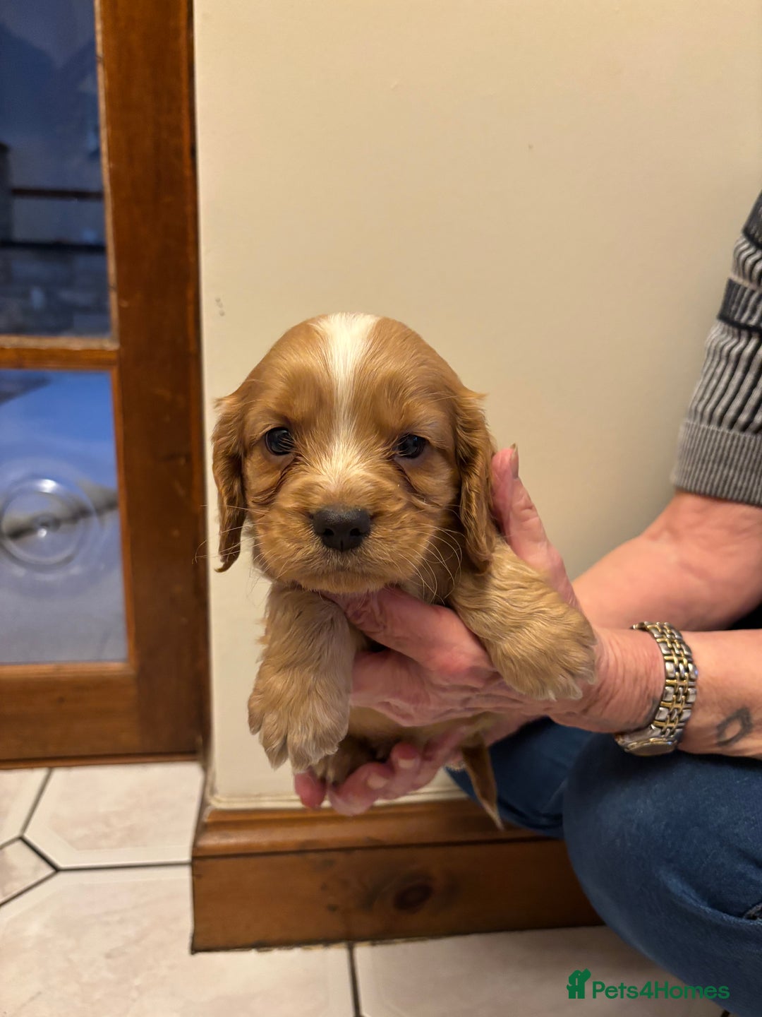 Cocker Spaniel dogs for sale: KC reg cocker spaniels  - Advert 34