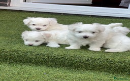 Maltese dogs for sale: Bichonul Maltese - Image 13