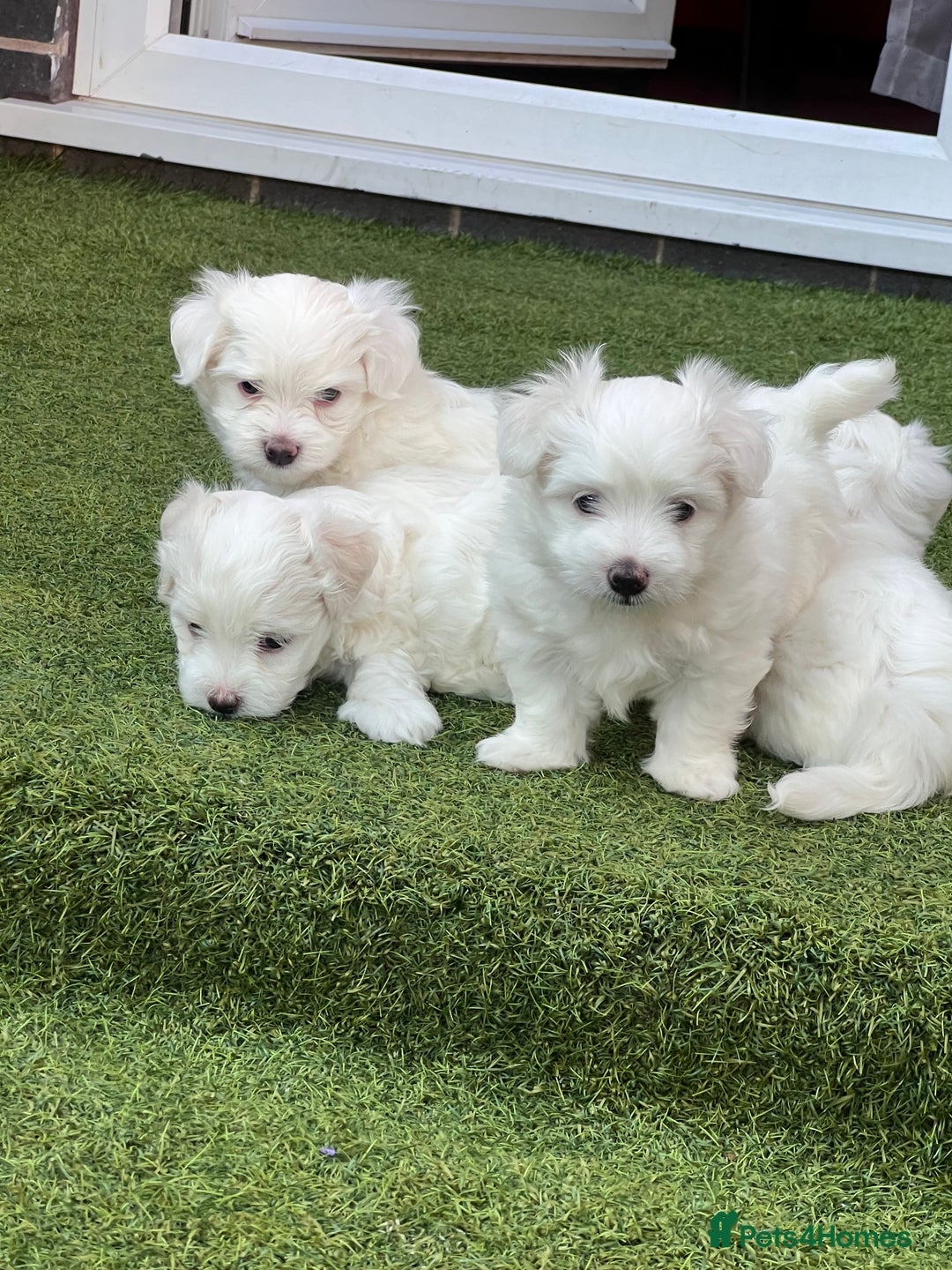 Maltese dogs for sale: Bichonul Maltese - Image 13