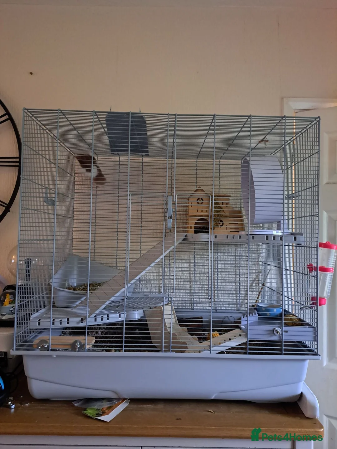 Hamster rodents for sale: Female Syrian hamster - Advert 2