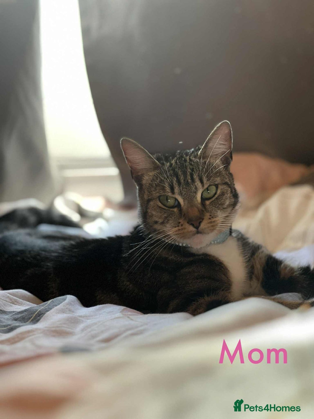 Maine Coon cats for sale: Beautiful Maine Coon Mix  - Image 14