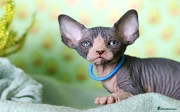 Sphynx cats for sale: Bloodline Sphynx Kittens  - Image 36