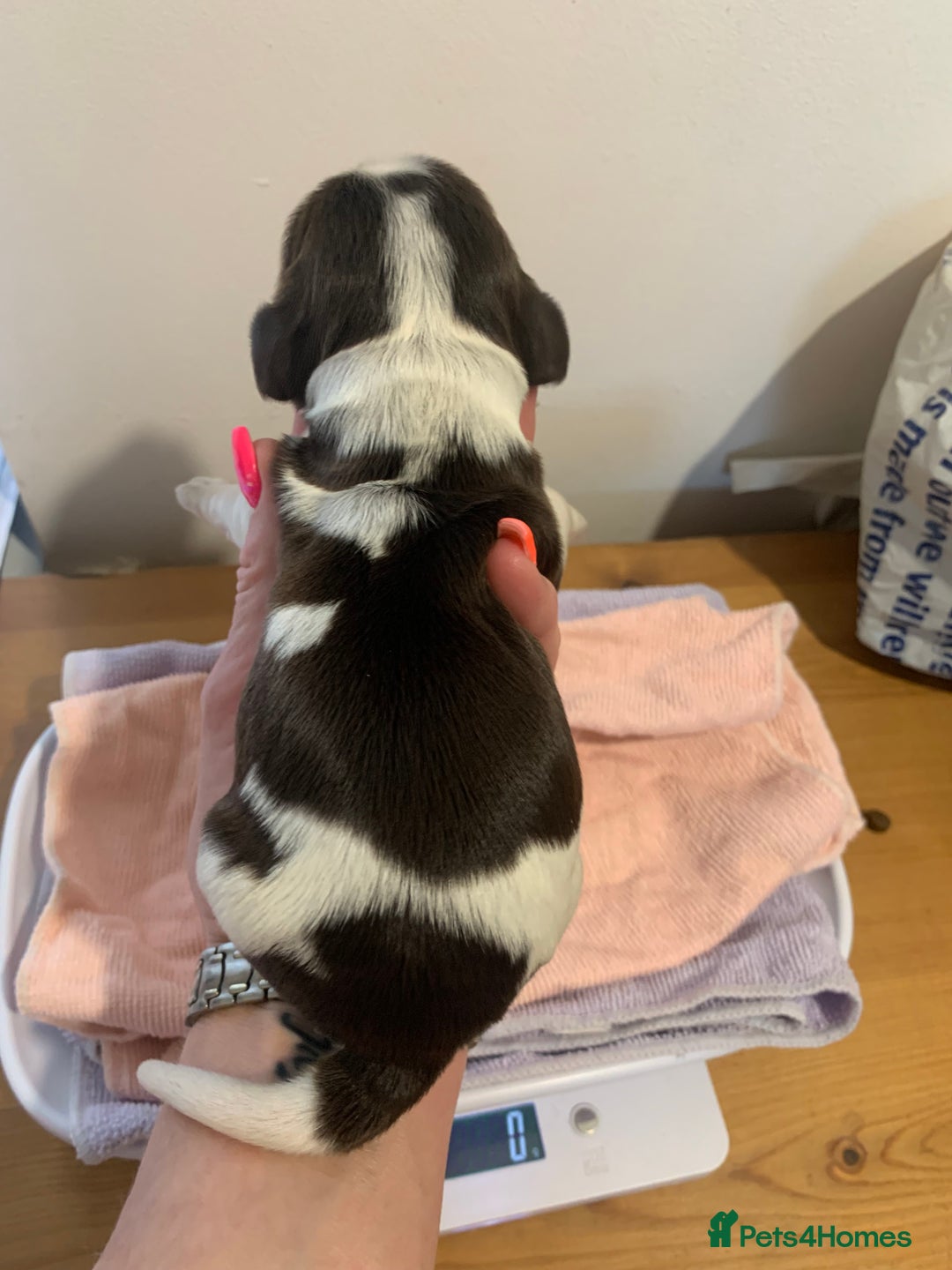 Cocker Spaniel dogs for sale: Beautiful show line cocker spaniel puppies  - Advert 13