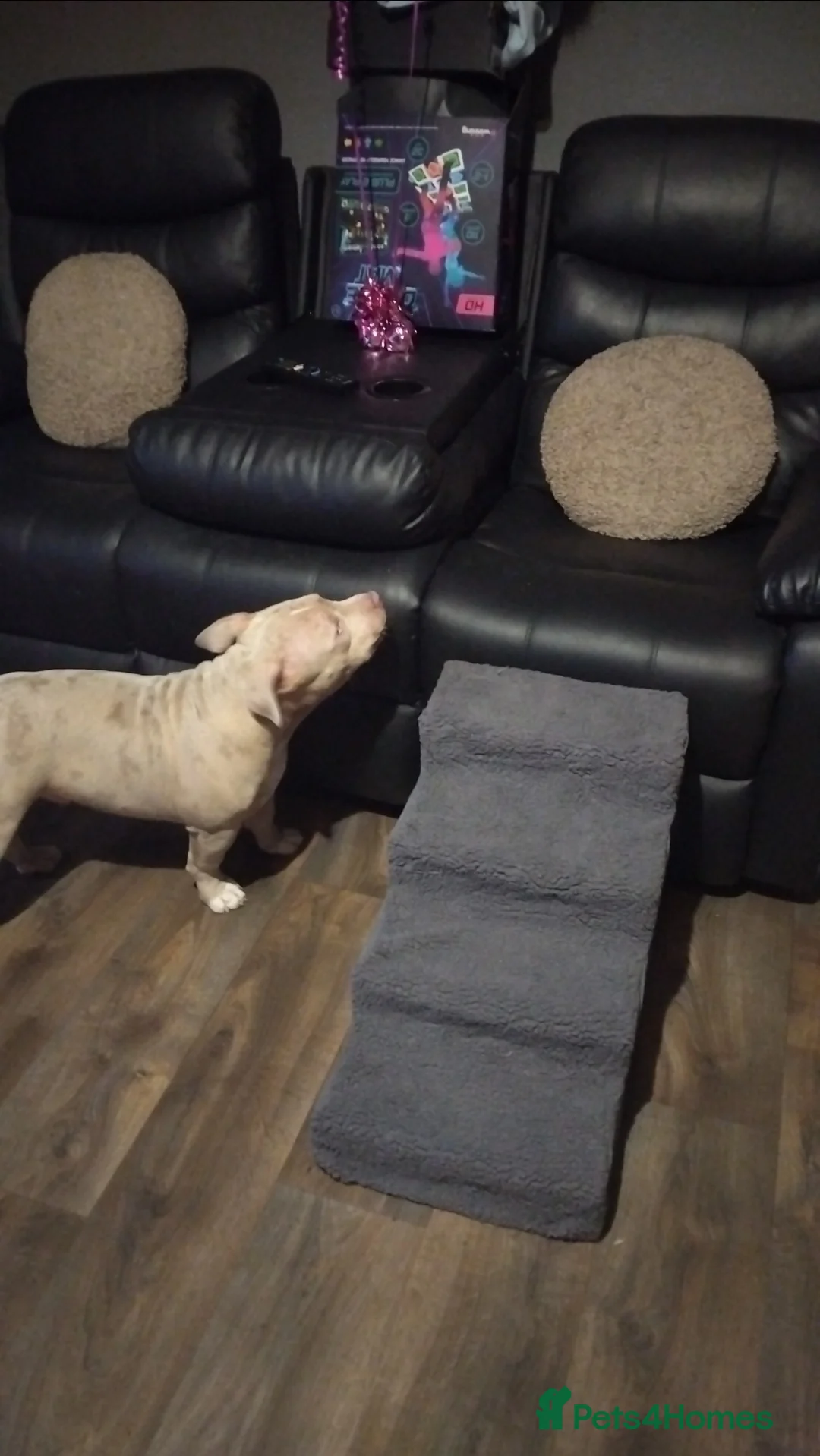 American Bully dogs for sale: Male pocket Bulldog  - Advert 3