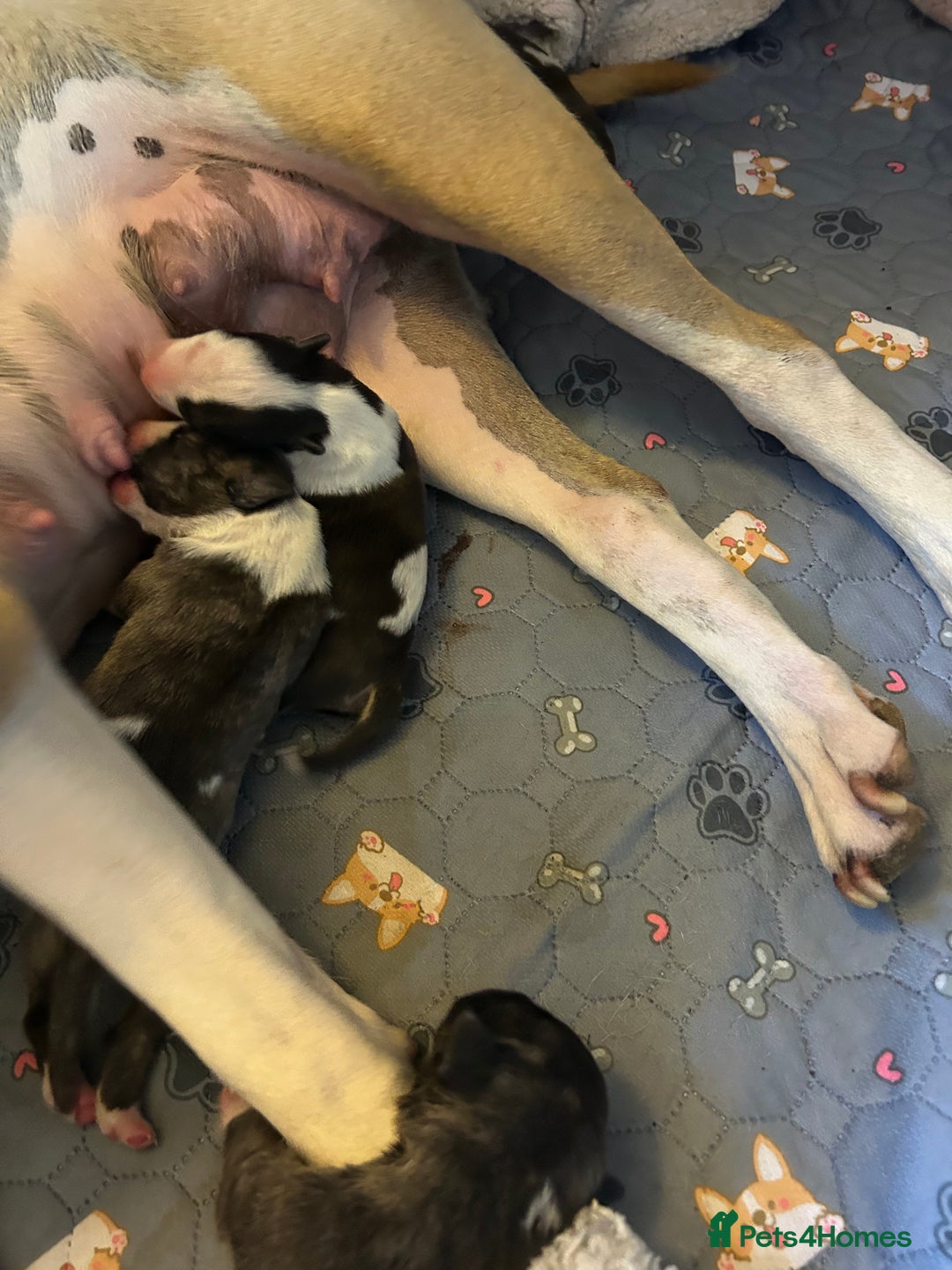 English Bull Terrier dogs for sale: ENGLISH BULL TERRIER LITTER PUPS - Image 4