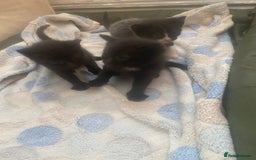 Mixed Breed cats for sale: 4 beautiful kittens. 1 boy 3 girls  - Image 6