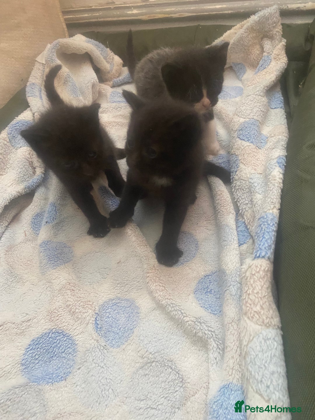 Mixed Breed cats for sale: 4 beautiful kittens. 1 boy 3 girls  - Image 6