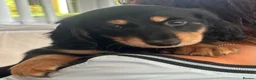 Miniature Dachshund dogs for sale: Long haired miniature dachshund puppy’s  - Advert 16