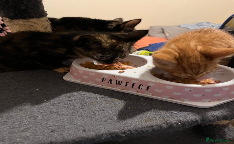 Mixed Breed cats - Advert 1