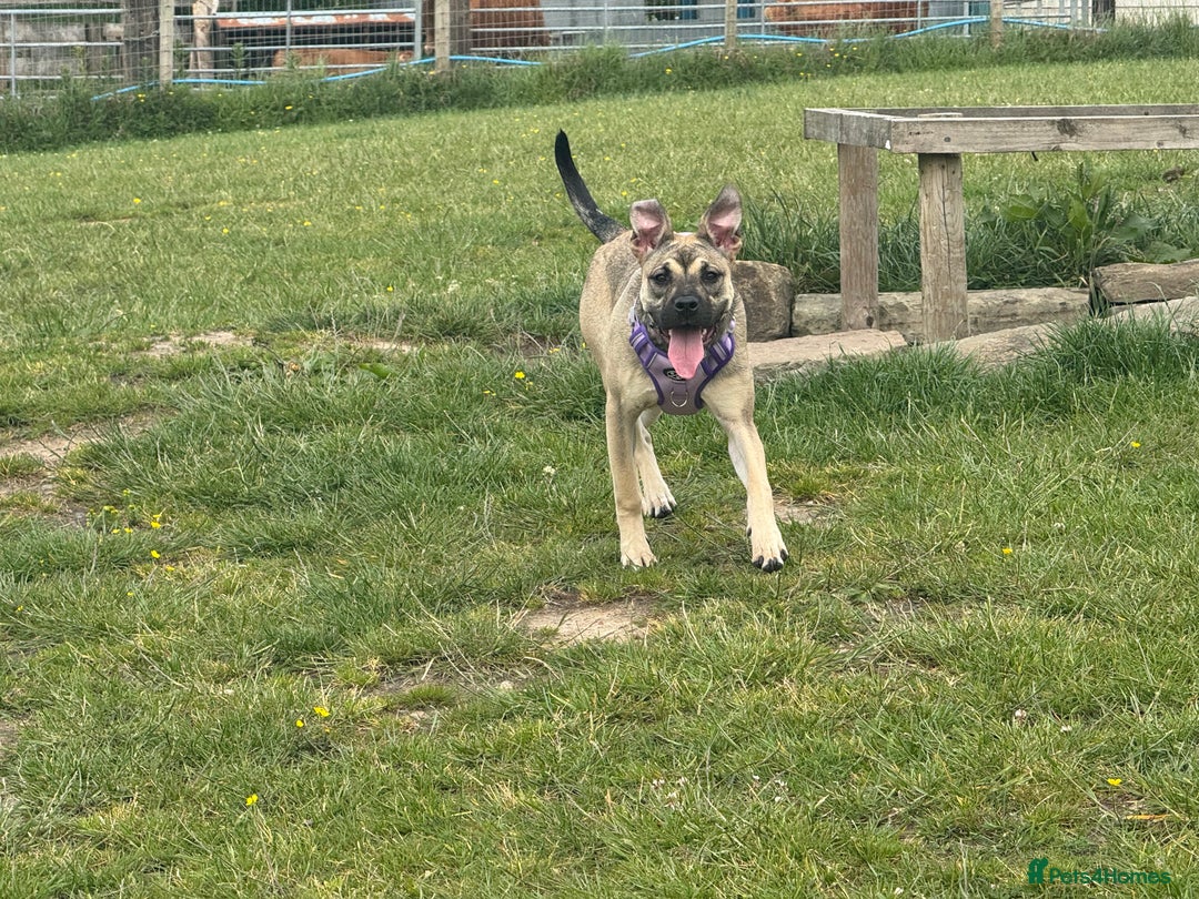 Presa Canario dogs for sale: Female Presa Canario - Image 12