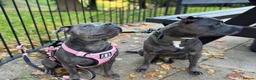 Staffordshire Bull Terrier dogs for sale: Beautiful Chunky Blue Staffy puppies - Advert 7