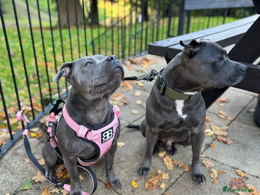 Staffordshire Bull Terrier dogs for sale: Beautiful Chunky Blue Staffy puppies - Advert 7