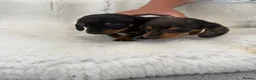 Miniature Dachshund dogs for sale: beautiful minature dapple dachshund puppies  in Pulborough - Advert 4