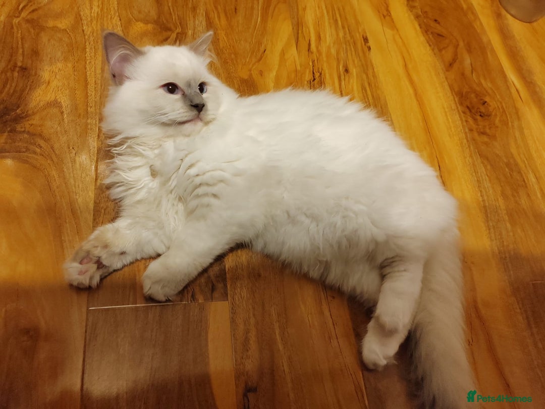 Ragdoll cats for sale: GCCF Registered Kittens*Ready to go*ONE BOY LEF* - Advert 2