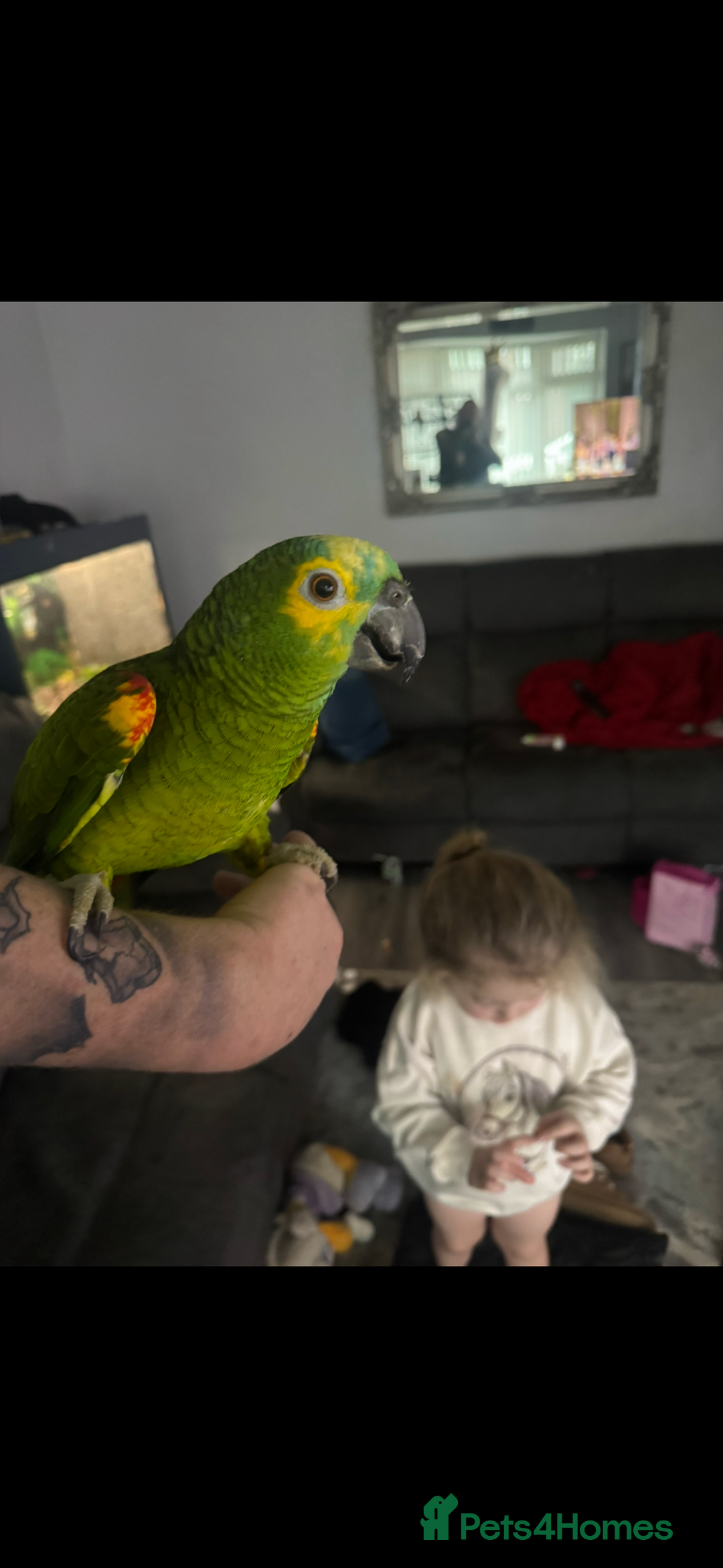 Parrots birds for sale: Yellow winged amazon parrot - Advert 2