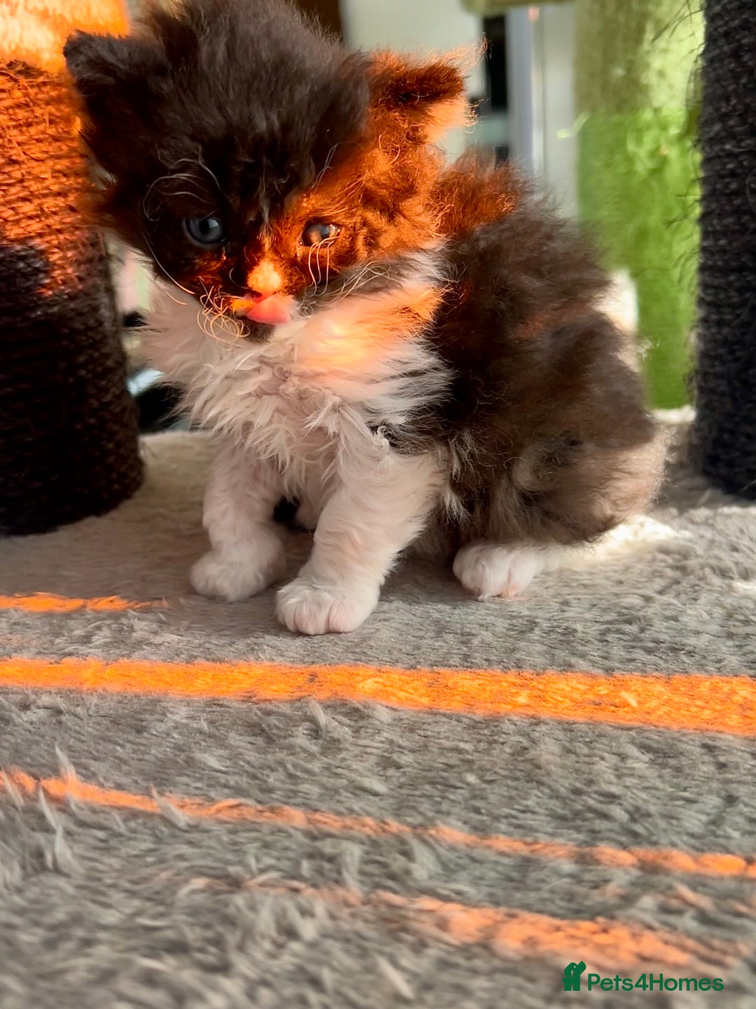 Selkirk Rex cats for sale: Stunning Selkirk rex kittens - Advert 20