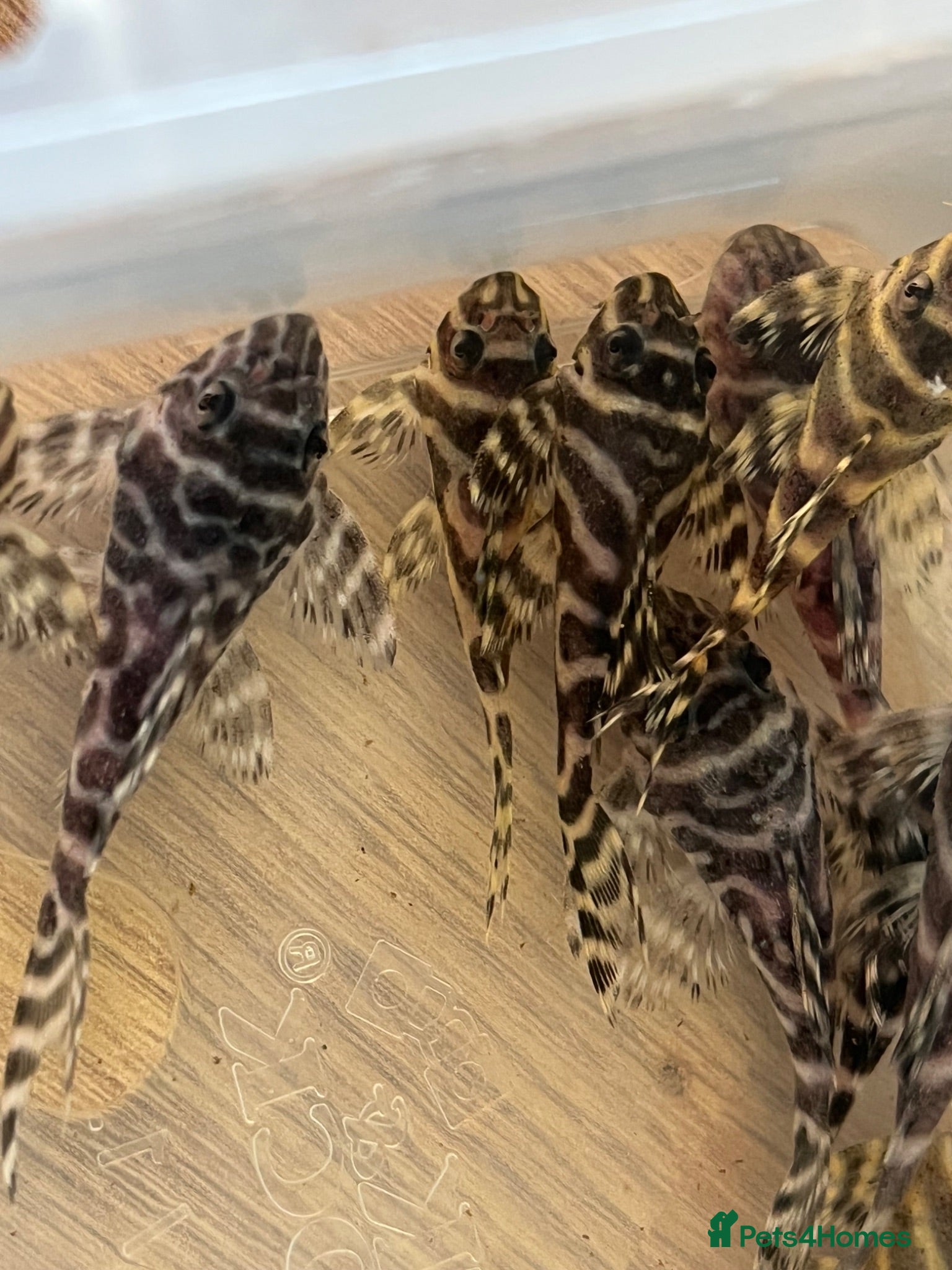 Plecos fish Large amount of L333 Plecos. 1”-4” - Advert 9