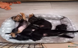 Mixed Breed dogs for sale: 💞ONLY 4 Beautiful Yorkie Russel Puppies Left 💞 - Image 35